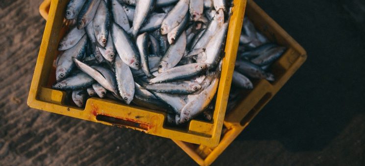 Les bienfaits du poisson pour la santé